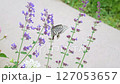 ブルーキャットミントの花の蜜を吸うアゲハ蝶 127053657