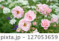 バラやオルレアなどの花が咲き乱れる花壇 127053659