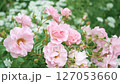庭に咲き乱れるゴージャスな薄ピンクのバラ 127053660