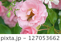 庭園に咲くピンクのバラの花粉を集める蜜蜂 127053662
