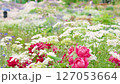 様々な草や花が咲き乱れる庭園（神奈川県綾瀬市 光綾公園「あやせローズガーデン」） 127053664