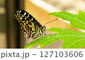 Closeup of butterfly on a leaf  127103606