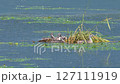 A young Crested Grebe waiting for food 127111919