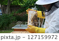A beekeeper works with the bees and the hives in the apiary. a man in a protective suit at the apiary. Employee pulls the frame from the hive. a man pulls out the honeycomb with honey. Summer harvest 127159972