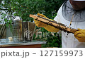 A beekeeper works with the bees and the hives in the apiary. a man in a protective suit at the apiary. Employee pulls the frame from the hive. a man pulls out the honeycomb with honey. Summer harvest 127159973