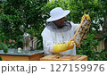 A beekeeper works with the bees and the hives in the apiary. a man in a protective suit at the apiary. Employee pulls the frame from the hive. a man pulls out the honeycomb with honey. Summer harvest 127159976