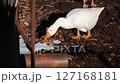 white goose eating snow on a farm on a sunny winter day 127168181