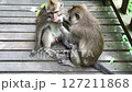Two Macaque Monkeys Grooming on Wooden Walkway - Wildlife Interaction, Ubud, Bali, Indonesia. 127211868