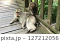Macaque Monkeys Relaxing on a Wooden Bridge in Lush Greenery, Ubud, Bali, Indonesia, Asia. 127212056