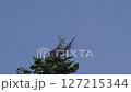 2024年7月13日：八幡平市的日本灌木鶯鳴叫 127215344