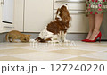 Yellow kitten is playing with the tail of a dog while the dog receives reward biscuits 127240220