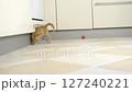 Small, yellow kitten is playing with a red ball on the kitchen floor 127240221