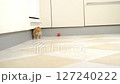 Small, yellow kitten is playing with a red ball on the kitchen floor 127240222