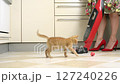 Yellow kitten is playing on the floor, getting in the way of a woman trying to vacuum 127240226