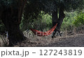 Red Hammock Swaying Between Olive Trees Red Hammock Swaying Between Olive Trees 127243819