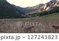 Goats Grazing in a Valley at Sunrise Goats Grazing in a Valley at Sunrise 127243823