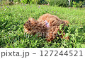 Poodle dog enjoying the grass in the garden of the house. 127244521