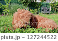 Poodle dog enjoying the grass in the garden of the house. 127244522