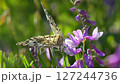 A patterned butterfly sits on a purple flower against a bright green background. Sunny day macro shot highlighting the beauty of nature 127244736