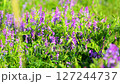 Blooming field with vibrant green grass and purple wildflowers. Close up shot on a sunny day evokes a fresh and summery atmosphere 127244737