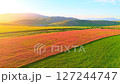 Golden sunset over a blooming field and hills, bathed in soft sunlight. Idyllic rural landscape with a road and a car 127244747