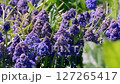 Close-up of vibrant purple grape hyacinth flowers blooming in a sunlit garden with lush green foliage 127265417