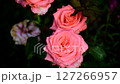 Close-up of blooming soft pink roses with lush green background Close-up of blooming soft pink roses with lush green background 127266957