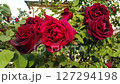 Rose bush with beautiful red or burgeon flowers 127294198