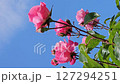Beautiful pink roses on blue sky background 127294251