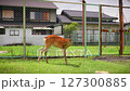 A deer rubbing itself against a fence in a residential area 127300885