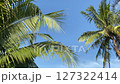 Coconut tree against the blue sky 127322414