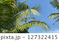 Coconut tree against the blue sky 127322415