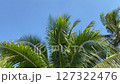 Coconut tree against the blue sky 127322476