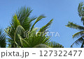 Coconut tree against the blue sky 127322477