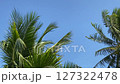 Coconut tree against the blue sky 127322478