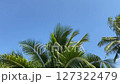 Coconut tree against the blue sky 127322479