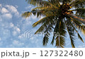 Coconut tree against the blue sky 127322480