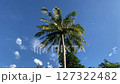 Coconut tree against the blue sky 127322482