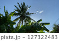 Coconut tree against the blue sky 127322483