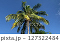 Coconut tree against the blue sky 127322484