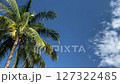 Coconut tree against the blue sky 127322485