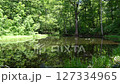 2024年6月大須花自然公園的風景（日本樹蛙的聲音） 127334965