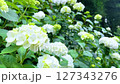 紫陽花 127343276