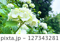 紫陽花 127343281