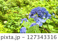 紫陽花 127343316