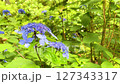 紫陽花 127343317