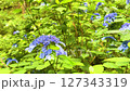 紫陽花 127343319