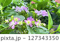 紫陽花 127343350