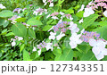 紫陽花 127343351