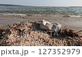 砂浜に打ち上げられた空き缶 砂浜に打ち上げられた空き缶 127352979